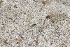 Aphoebantus desertus