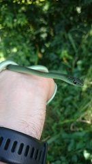 Philothamnus hoplogaster