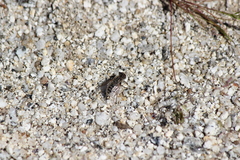 Aphoebantus desertus