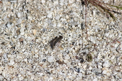 Aphoebantus desertus