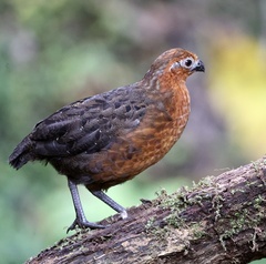 Chestnut Wood-Quail photo 4