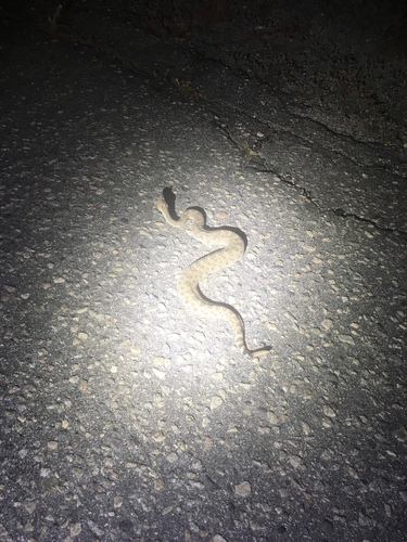 iNaturalist observation photo of Sidewinder