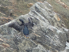 Phalacrocorax featherstoni