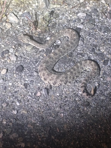 iNaturalist observation photo of Sidewinder