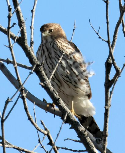 Observations by vogelbild · iNaturalist