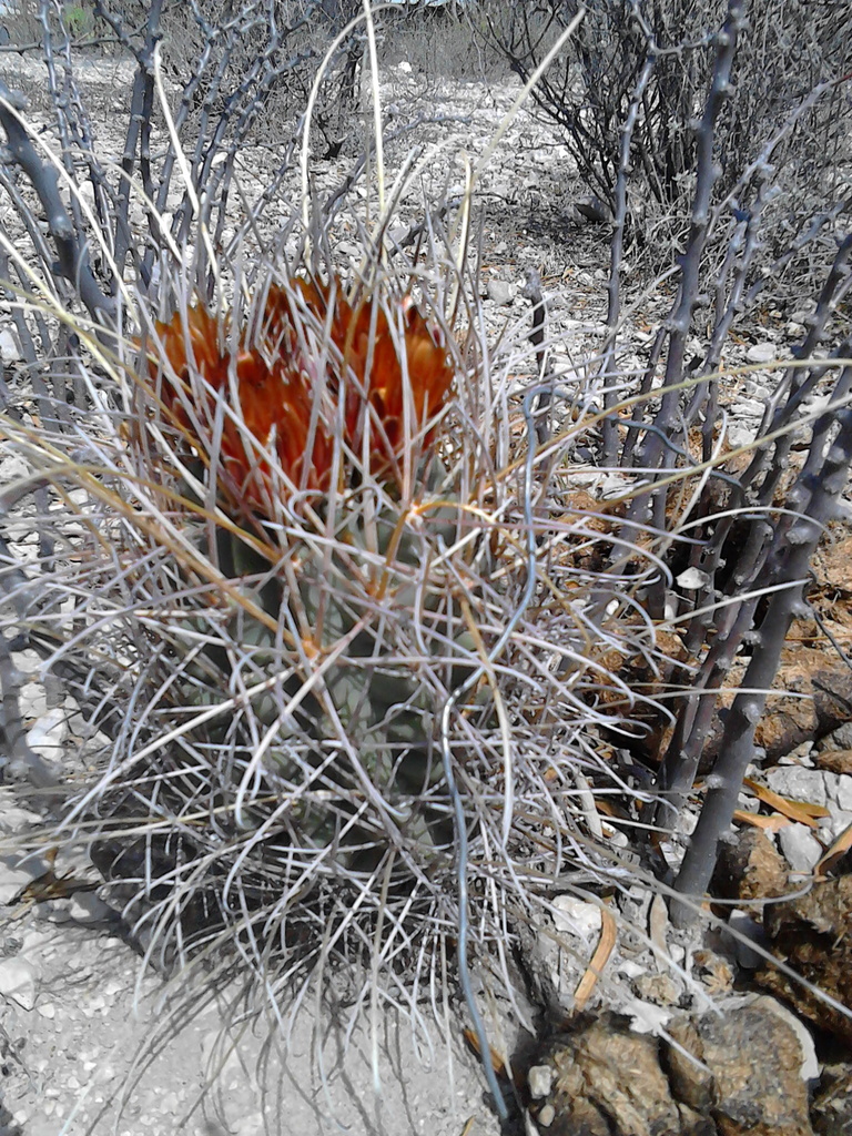 Chihuahuan fishhook cactus