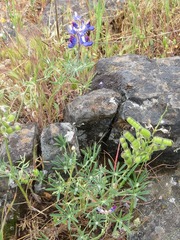 Lupinus nanus