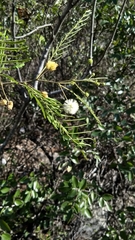 Leucaena leucocephala