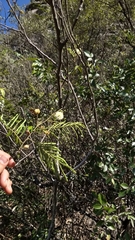 Leucaena leucocephala