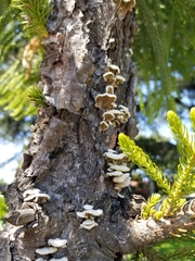 Schizophyllum commune