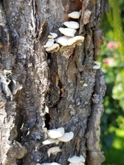 Schizophyllum commune