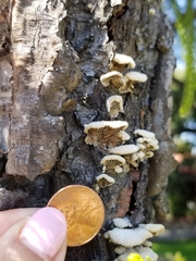Schizophyllum commune
