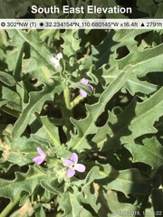 Matthiola parviflora