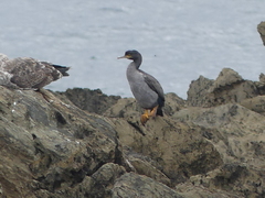 Phalacrocorax featherstoni