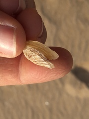 Isognomon