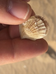 Isognomon