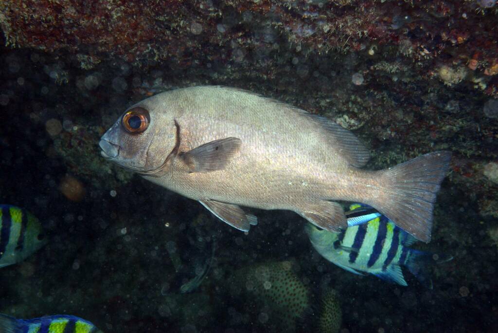 Redlip rubberlip (Plectorhinchus sordidus) — Haemulidae