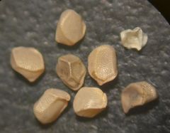 Mentzelia desertorum