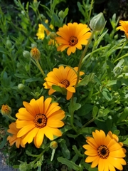 Dimorphotheca sinuata