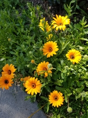 Dimorphotheca sinuata