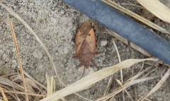 Urochela quadrinotata