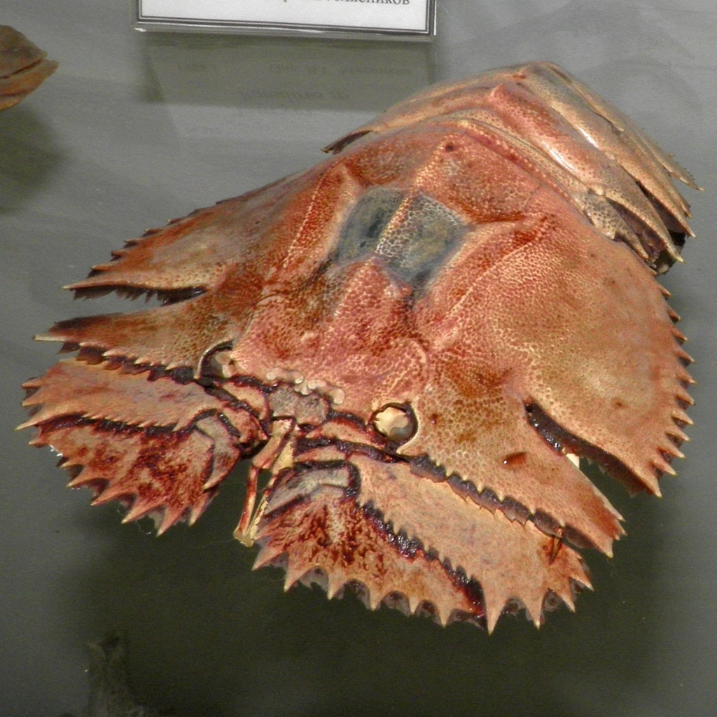 Japanese fan lobster