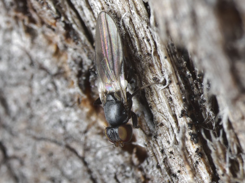 Family Neminidae · iNaturalist