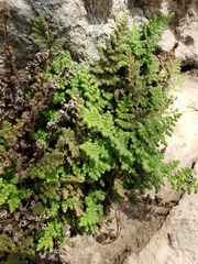 Myriopteris cooperae