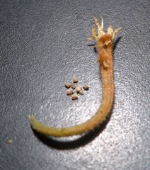 Mentzelia desertorum