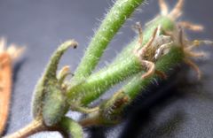 Mentzelia desertorum