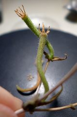 Mentzelia desertorum