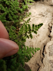 Myriopteris cooperae