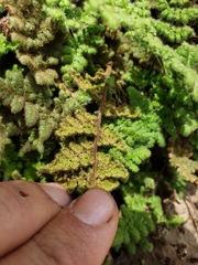 Myriopteris cooperae