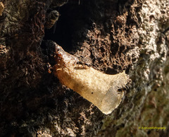 Lepidotrigona arcifera