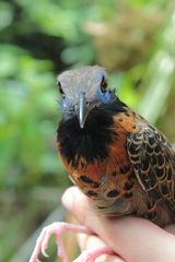 Phaenostictus mcleannani