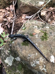 Plethodon kentucki