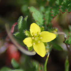 Tropidocarpum gracile