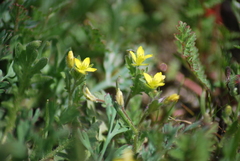 Tropidocarpum gracile