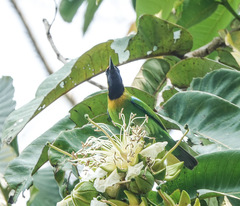 Chloropsis aurifrons