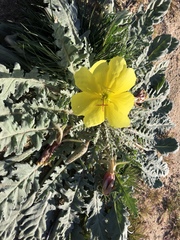 Oenothera primiveris bufonis
