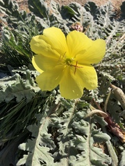 Oenothera primiveris bufonis