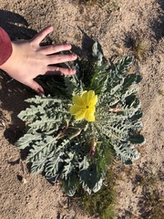 Oenothera primiveris bufonis