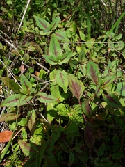 Clarkia unguiculata