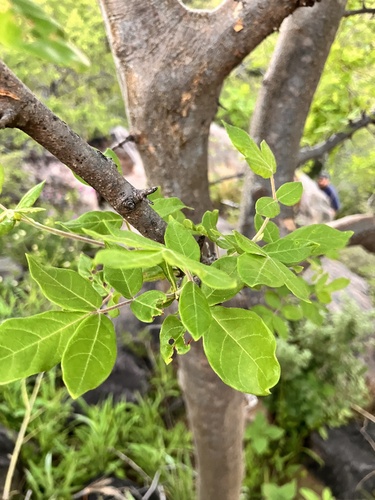 Commiphora mollis