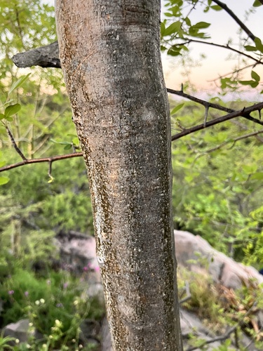 Commiphora mollis
