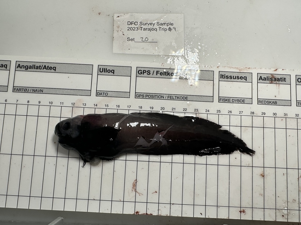 Black Seasnail