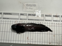 Black Seasnail photo 1
