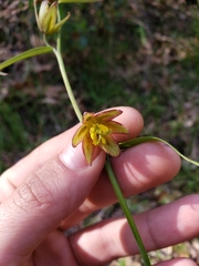 Fritillaria micrantha