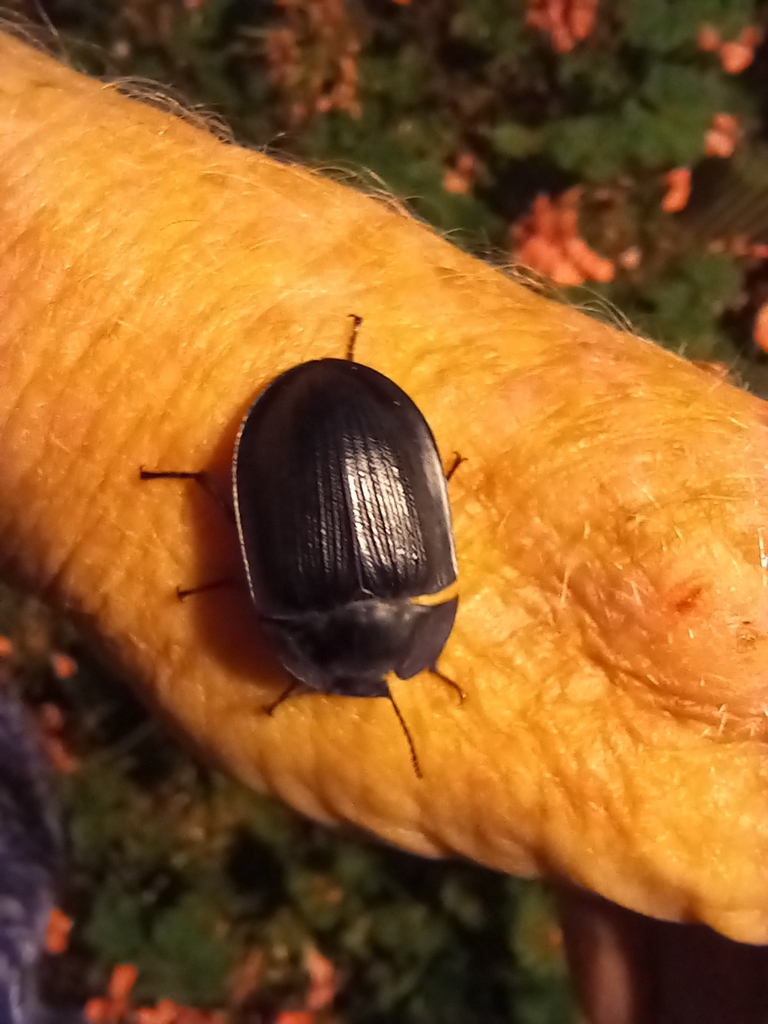 blue piedish beetles from Tocumwal NSW 2714, Australia on November 10