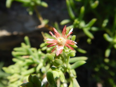 Delosperma multiflorum